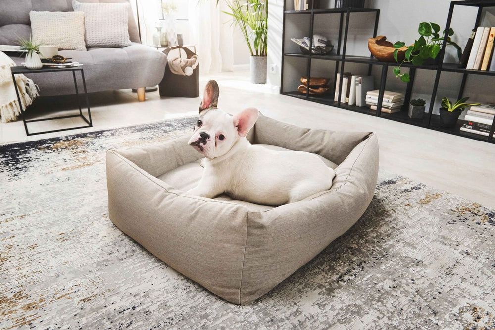 Entspannter weißer Hund im CLASSIC Hundebett SMOOTH in modernem Wohnraum mit grauer Couch und Pflanzen.