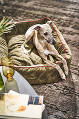 Beiger CLASSIC Hundebett OXFORD mit rotem Rand, entspanntem Greyhound und niedriger Tischdekoration.