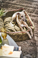 Beiger CLASSIC Hundebett OXFORD mit rotem Rand, entspanntem Greyhound und niedriger Tischdekoration.