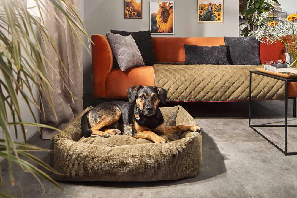 Entspannter Hund liegt im ORTHO Hundebett TUDOR, umgeben von einem gemütlichen Wohnraum mit Sofa und Deko.
