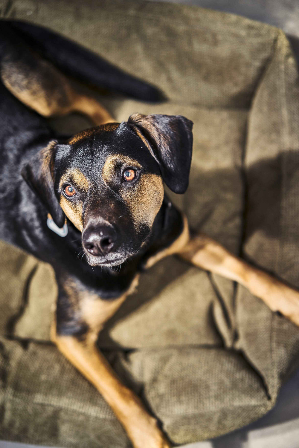 Beigegrünes CLASSIC Hundebett TUDOR mit schwarzem Hund und braunen Abzeichen, der in die Kamera schaut.