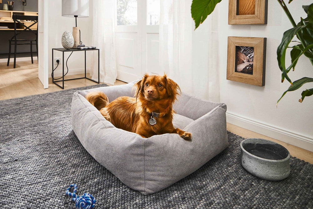 "CLASSIC Hundebett TUDOR: Hund mit braunem Fell sitzt im Körbchen auf grauem Teppich, gemütliche Wohnatmosphäre."