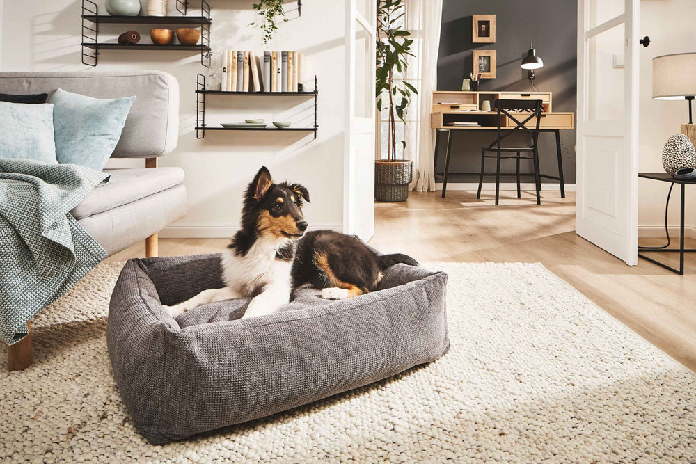 "Gemütliches CLASSIC Hundebett TUDOR in modernem Raum, Hund entspannt auf grauem Hundebett neben Sofa und Teppich."