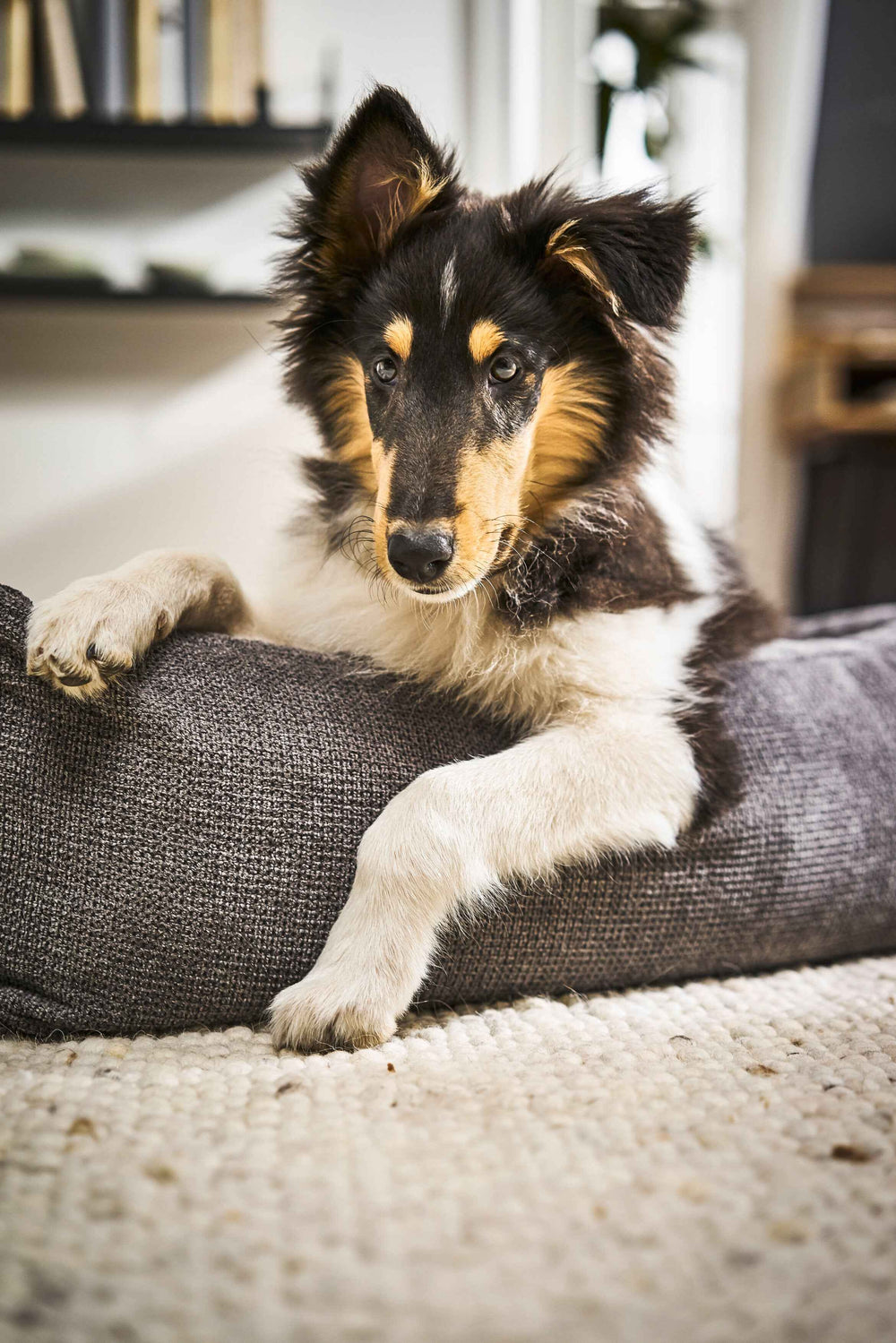 Braun-weißer Hund entspannt auf grauem CLASSIC Hundebett TUDOR in heller Wohnumgebung mit Möbeln.