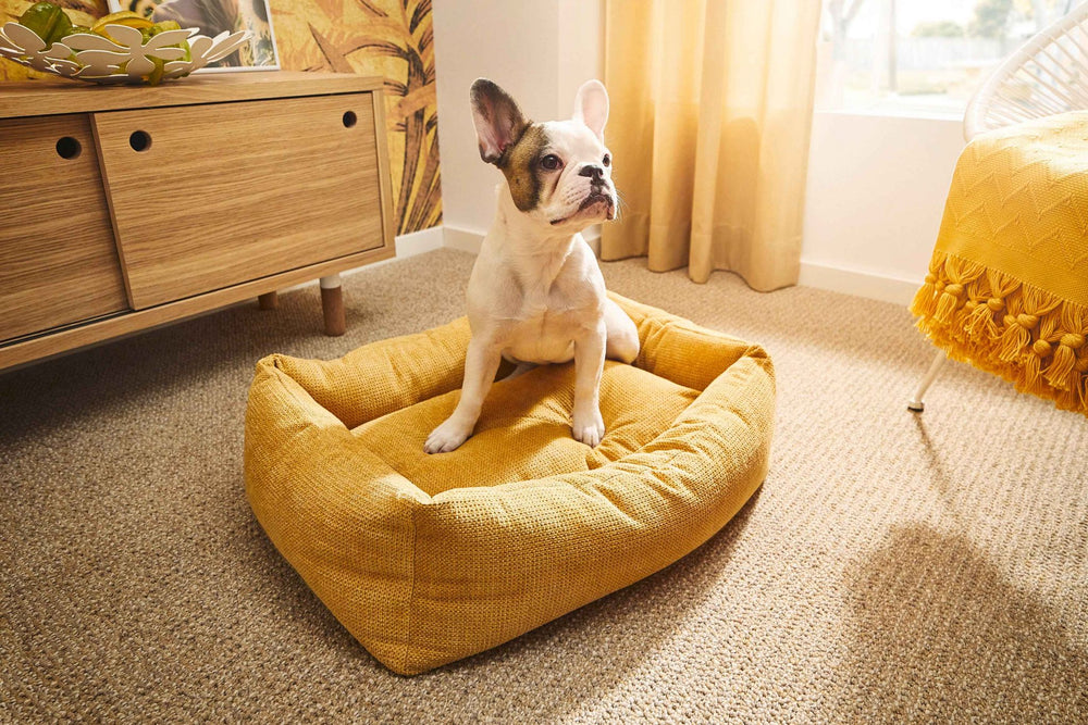 Kleiner Französischer Bulldoggen-Mischling sitzt auf einem gelben CLASSIC Hundebett TUDOR.