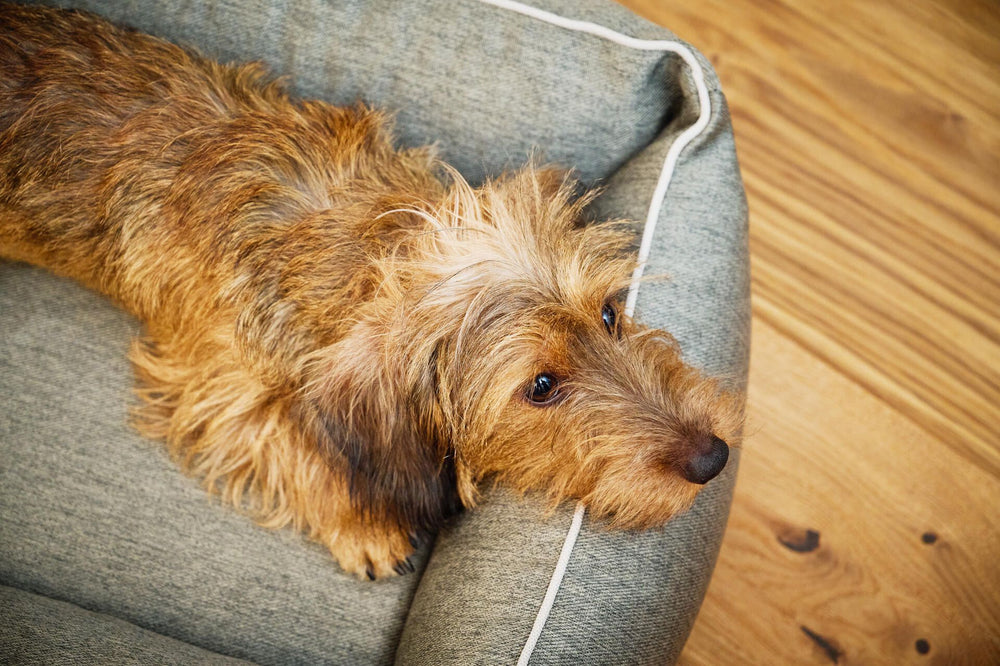 Kleiner, langhaariger Hund entspannt in grauem ORTHO Hundebett mit braunem, zotteligem Fell und großen Augen.