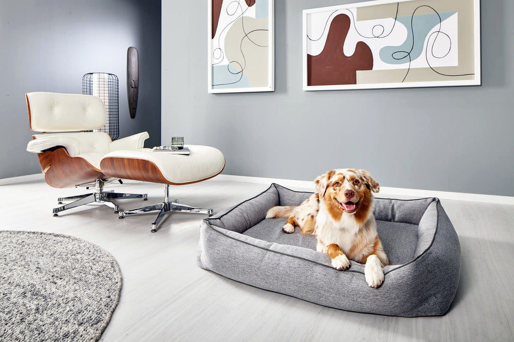 Gemütliches ORTHO Hundebett UNO in Grau mit entspanntem Hund in modernem Innenraum, stilvoller Sessel und Bilder im Hintergrund.