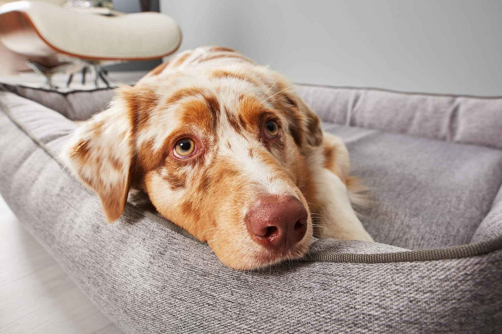 Hund entspannt auf grauem CLASSIC Hundebett UNO, Blick in die Kamera, geflecktes Fell in Beige- und Brauntönen.