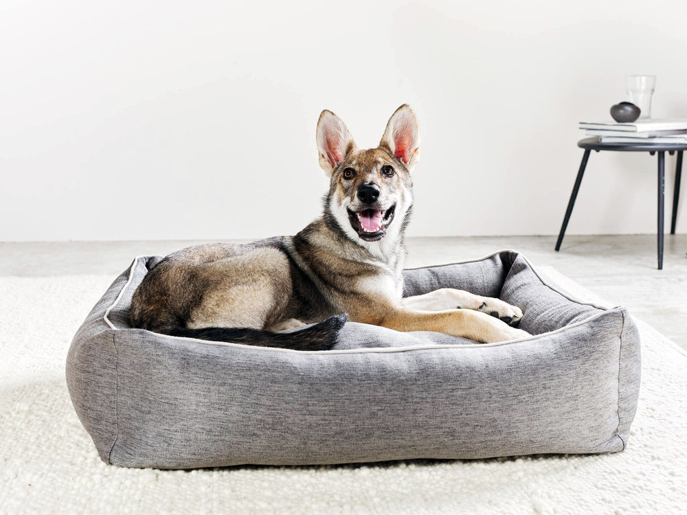 Ein fröhlicher Hund im grauen ORTHO Hundebett UNO, umgeben von hellem, minimalistischen Hintergrund.