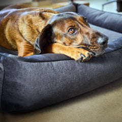 Brauner Hund entspannt auf dem dunklen CLASSIC Hundebett von BUFFALO, Vorderpfoten auf dem Rand.