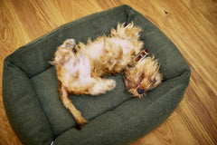 Kleiner Hund mit lockigem, braunem Fell liegt entspannt im grünen ORTHO Hundebett auf Holzfußboden.