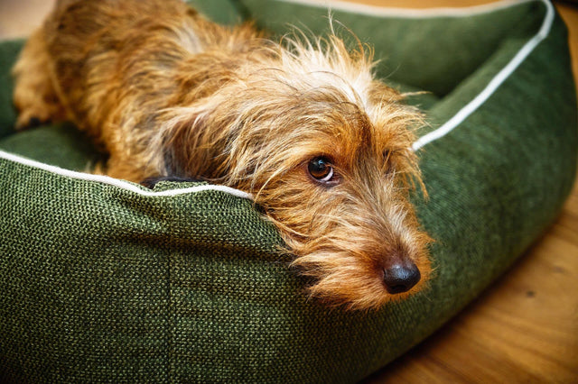 ORTHO Hundebett - ECO
