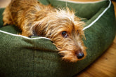 Kleiner brauner Hund entspannt auf grünem ORTHO Hundebett, neugierige Augen, strubbeliges Fell, freundliche Atmosphäre.