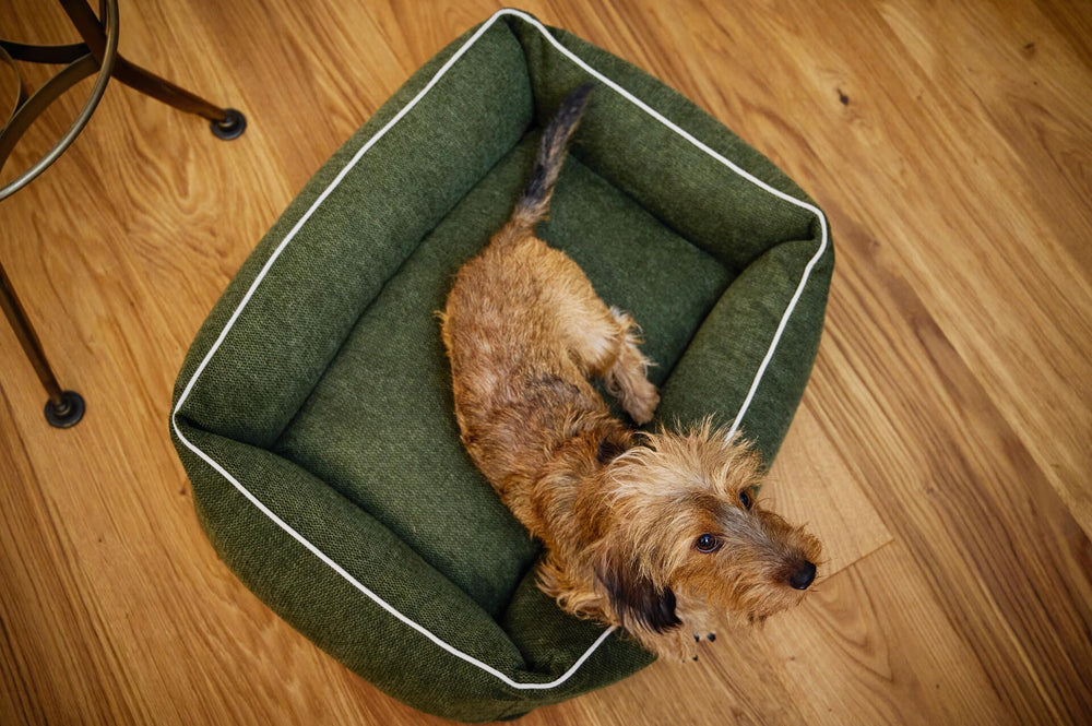 Kleiner Hund im grünen ECO Hundebett mit weißen Nähten auf Holzfußboden, schaut direkt in die Kamera.