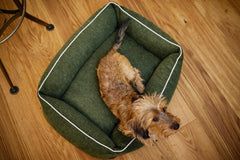 Kleiner Hund im grünen ECO Hundebett mit weißen Nähten auf Holzfußboden, schaut direkt in die Kamera.