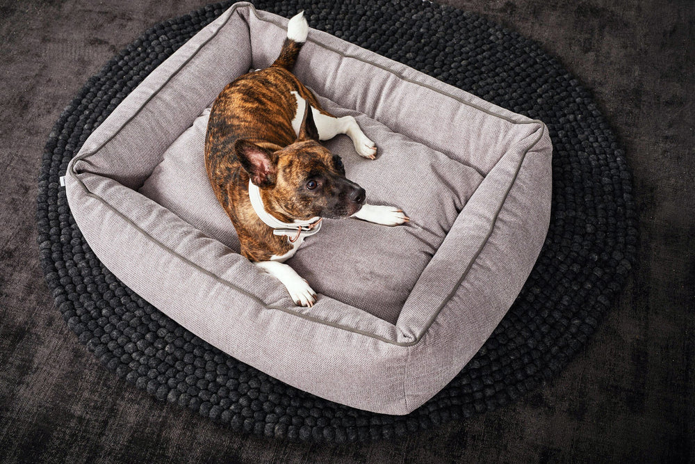 Ein Hund entspannt sich in einem grauen ORTHO Hundebett mit gepolsterter Kante auf einem schwarzen Teppich.