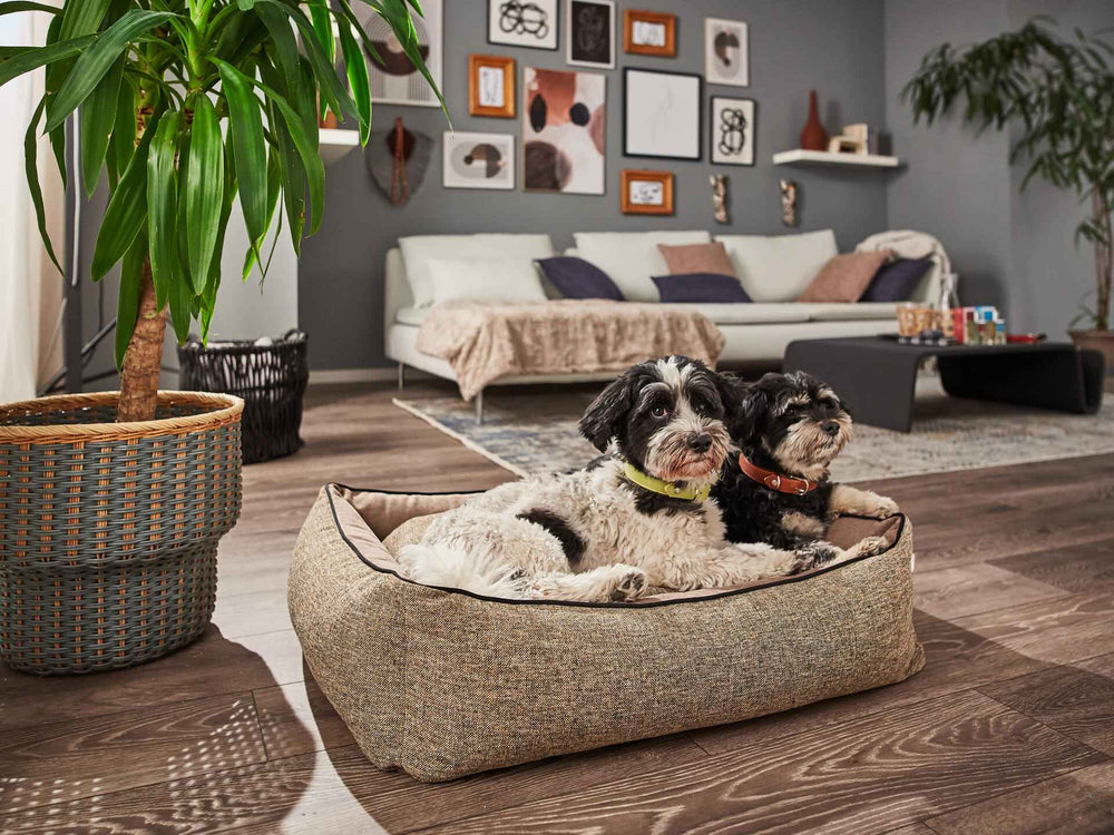 "Gemütliches ORTHO Hundebett SCALA mit zwei Hunden in modernem Wohnraum, umgeben von stilvoller Einrichtung und Pflanzen."