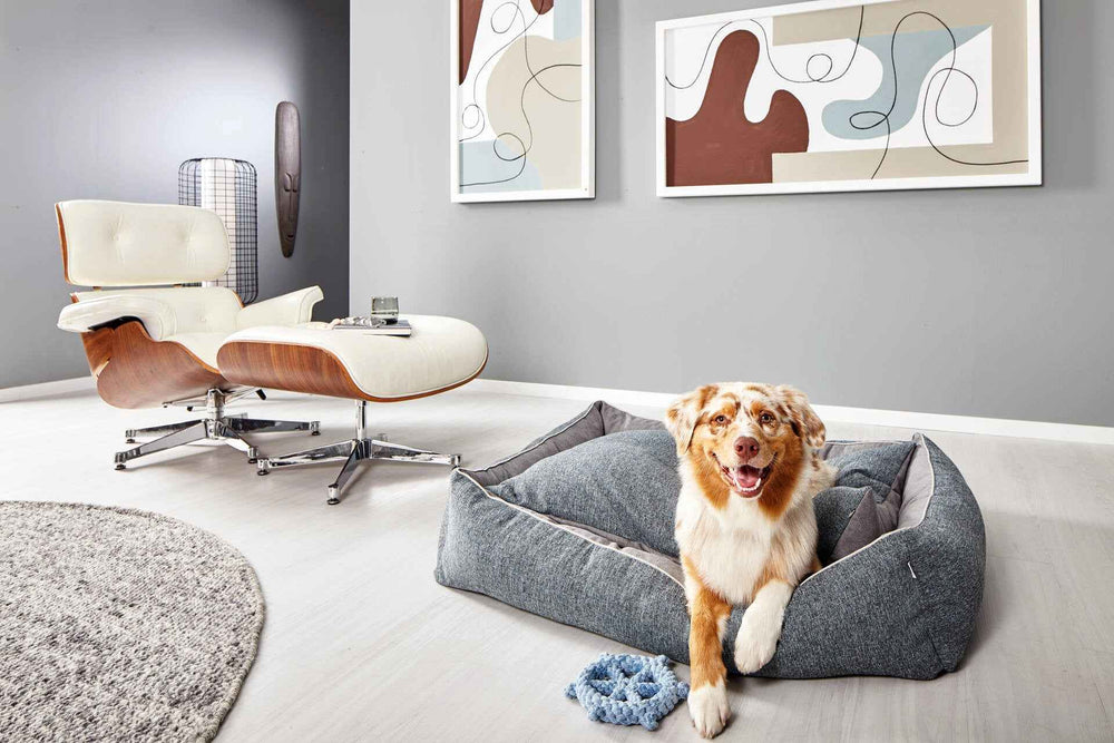 "Großes graues CLASSIC Hundebett SCALA in modernem Wohnambiente mit Hund und blauen Spielzeugring."