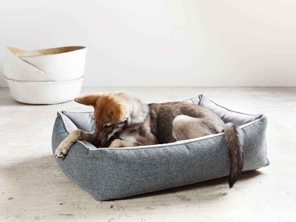 Gestromter Hund entspannt in grauem ORTHO Hundebett SCALA auf Betonboden, mit weißem Korb im Hintergrund.