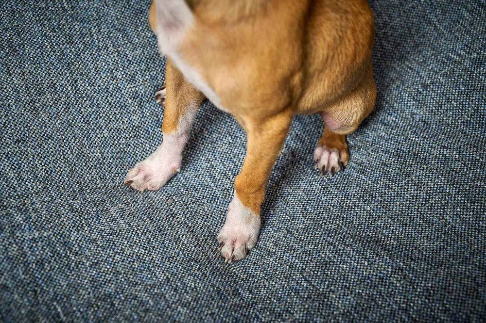 ALT-Text: Brauner Hund mit beigen Abzeichen steht auf dem graublauen ORTHO SCALA Hundebett. Bequem und stylisch für Ihren Hund.