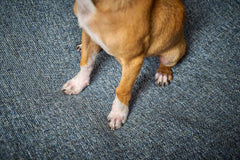 ALT-Text: Brauner Hund mit beigen Abzeichen steht auf dem graublauen ORTHO SCALA Hundebett. Bequem und stylisch für Ihren Hund.