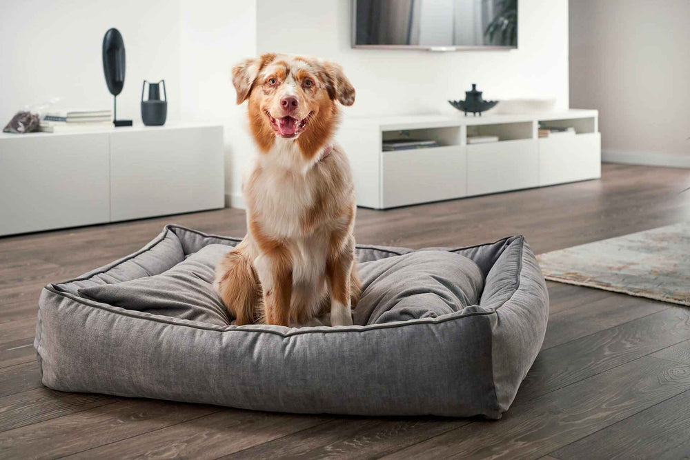 "Braun-weißer Hund sitzt auf grauem CLASSIC GLAM Hundebett in modernem Wohnambiente mit Holzfußboden und Pflanzen."