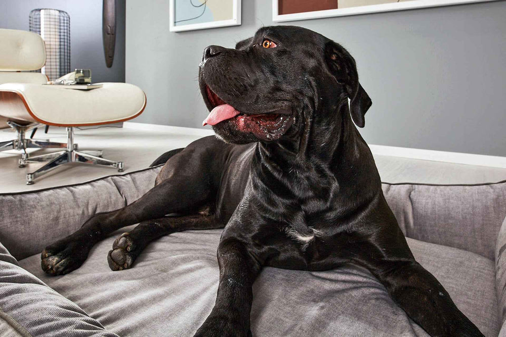 Schwarzer Hund entspannt in grauem ORTHO GLAM Hundebett, stilvolle Einrichtung im Hintergrund, gemütliche Atmosphäre.