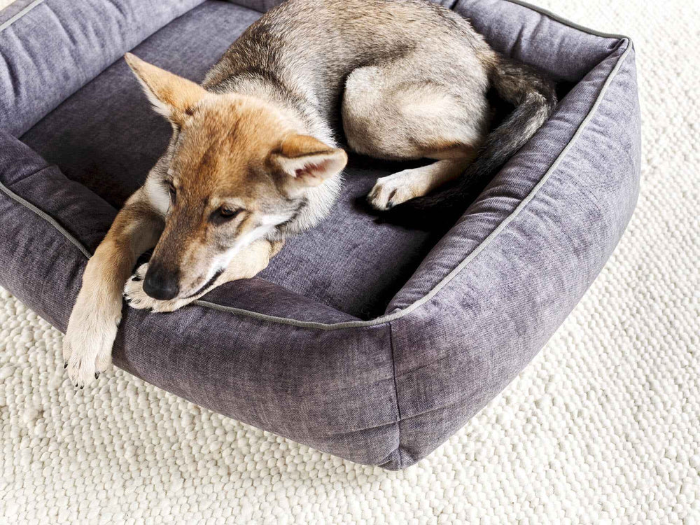 Gemütliches graues ORTHO Hundebett GLAM mit einem nachdenklichen Hund auf einem hellen Teppich. Ideal für entspannten Schlaf.