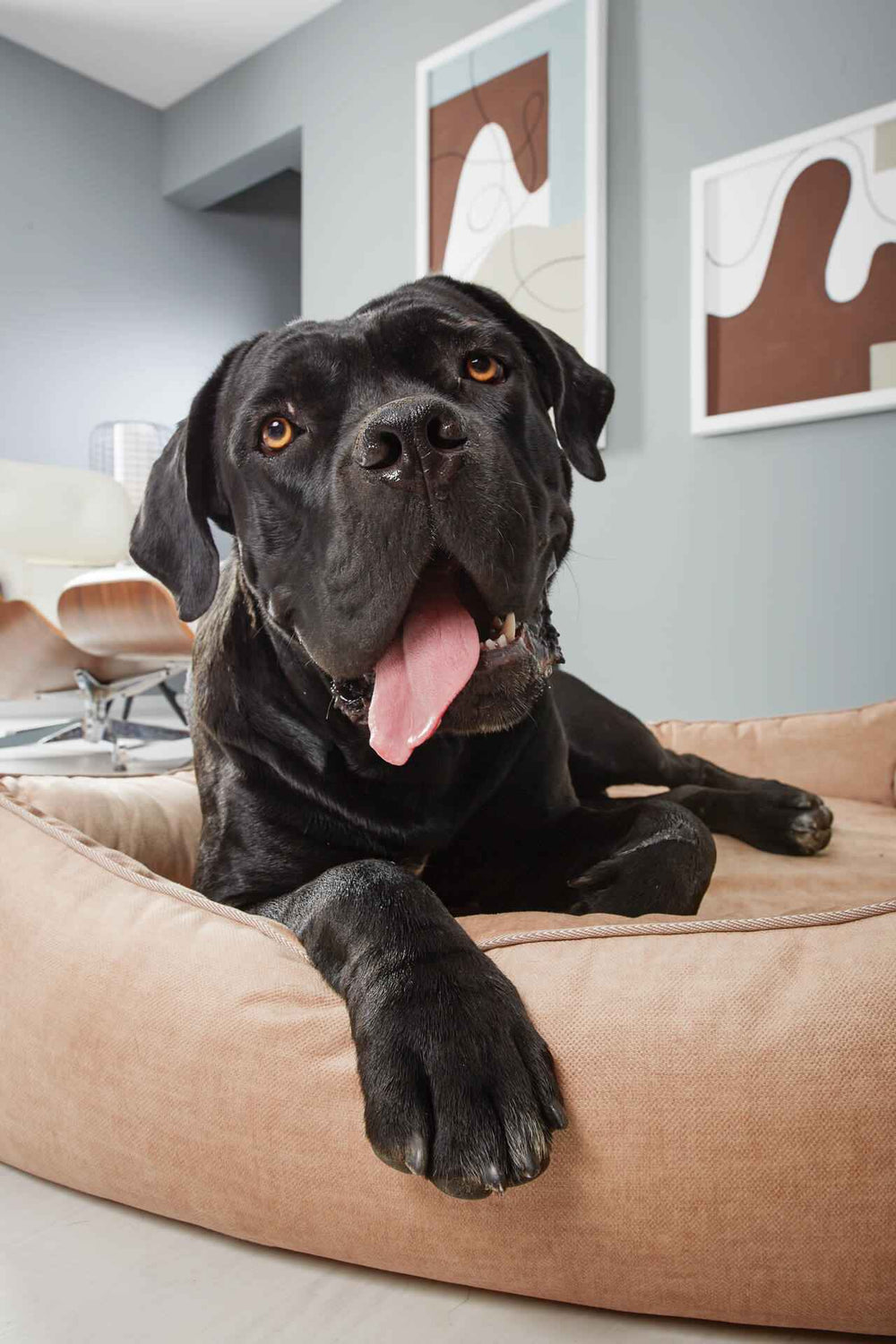 Großer schwarzer Hund entspannt in beigem ORTHO Hundebett - GLAM in modernem, hellen Raum mit Kunstwerken.