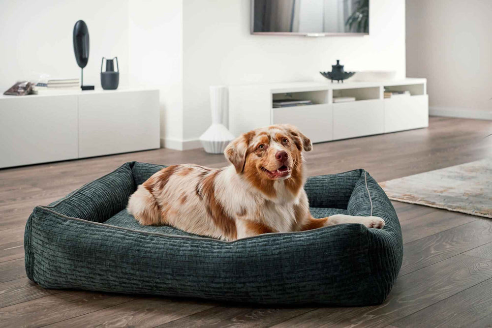 Hund auf dem Bezug CLASSIC Hundebett NOVA, entspannt in modernem Wohnzimmer mit Holzfußboden und TV-Möbel.