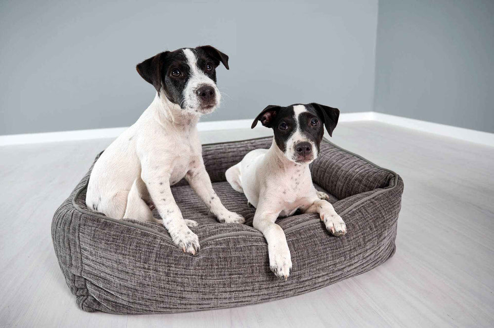 Zwei neugierige Hunde auf dem grauen CLASSIC Hundebett NOVA, ideal für komfortable Ruhepausen.