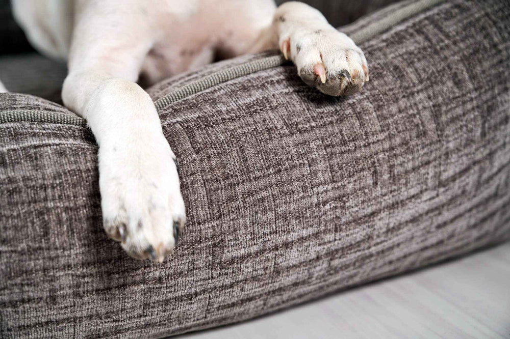 "ORTHO Hundebett NOVA: Hundepfoten liegen auf einem grauen, samtigen Kissen mit strukturierter Oberfläche."