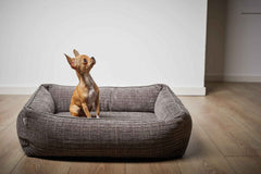 Kleiner brauner Chihuahua sitzt auf dem grauen ORTHO Hundebett NOVA in ruhigem, minimalistischen Ambiente.