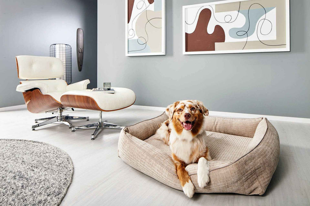 Hund entspannt auf dem ORTHO Hundebett NOVA in modernem Raum mit eleganten Möbeln und abstrakten Bildern.