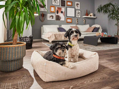 Gemütliches ORTHO Hundebett NOVA mit zwei kleinen Hunden im modernen Wohnzimmer mit Dekoration und Pflanzen.