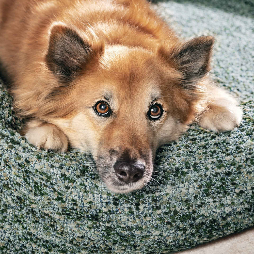 "ORTHO Hundebett SIENA: Entspannter Hund auf weichem, grünen Kissen in einer gemütlichen Umgebung."