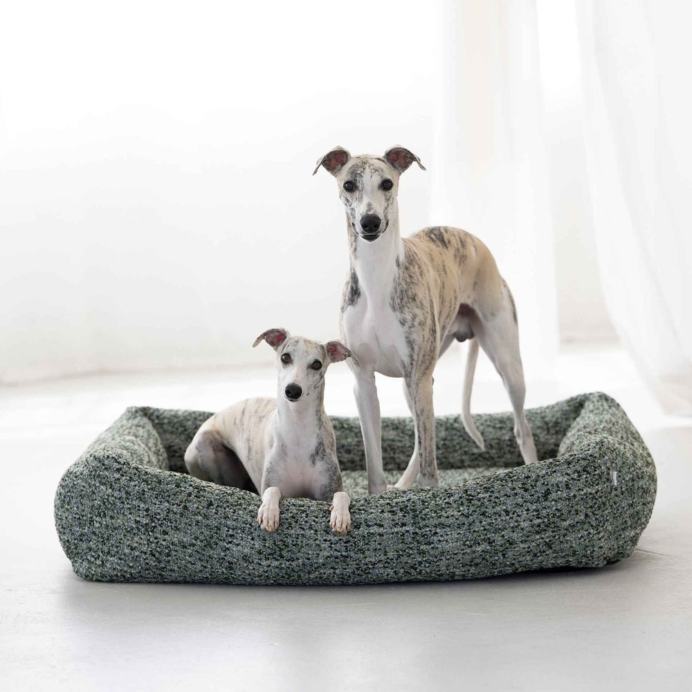 ALT-Text: Zwei Hunde auf dem grünen ORTHO Hundebett SIENA, einer steht, der andere liegt entspannt auf der Bettkante.