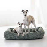 ALT-Text: Zwei Hunde auf dem grünen ORTHO Hundebett SIENA, einer steht, der andere liegt entspannt auf der Bettkante.