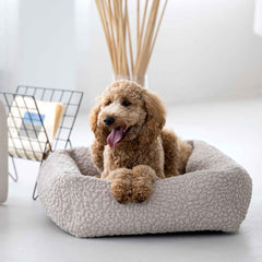 Brauner, lockiger Hund liegt entspannt im ORTHO Hundebett BELLAGIO und genießt den Komfort.
