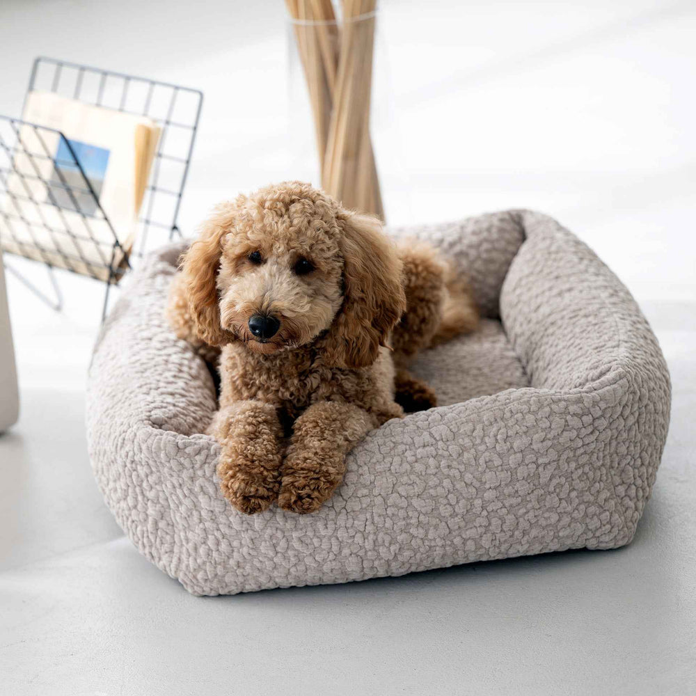 Entspannter Hund im hellgrauen ORTHO Hundebett BELLAGIO, lockiges braunes Fell, stilvolle Wohnzimmerdekoration.