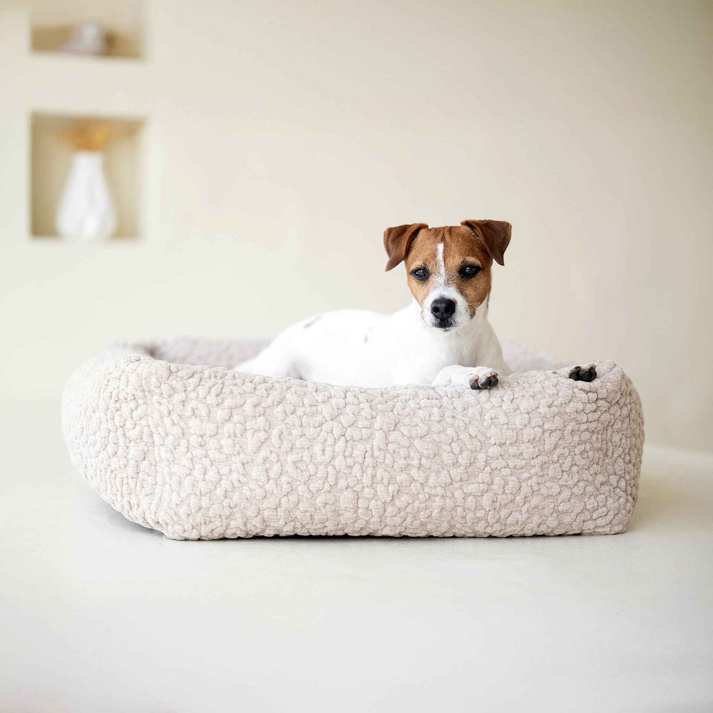 Beiger ORTHO Hundebett BELLAGIO mit einem kleinen, weißen Hund mit braunen Markierungen, entspannt und aufmerksam in die Kamera schauend.