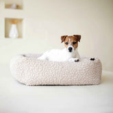 Beiger ORTHO Hundebett BELLAGIO mit einem kleinen, weißen Hund mit braunen Markierungen, entspannt und aufmerksam in die Kamera schauend.