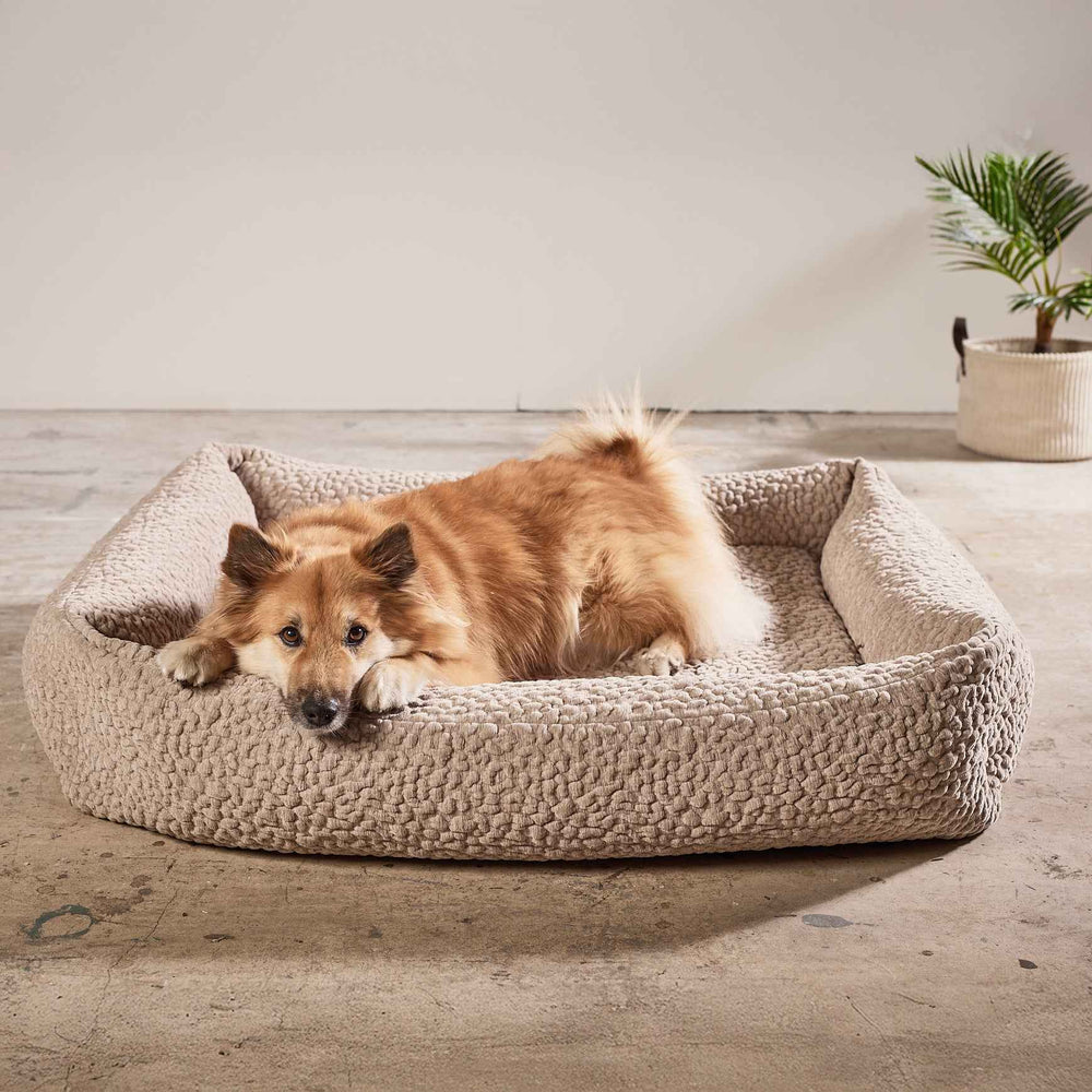 Beiger ORTHO Hundebett BELLAGIO mit erhöhten Rändern, entspannter Hund und minimalistischer Raumgestaltung im Hintergrund.