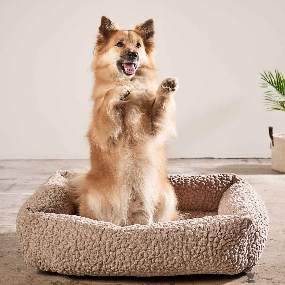 Fröhlicher Hund im ORTHO Hundebett BELLAGIO mit weichem, strukturiertem Design für besten Schlafkomfort.