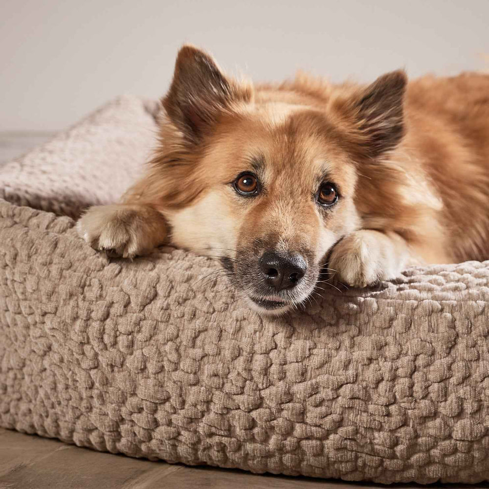 ORTHO Hundebett BELLAGIO: Entspannter Hund mit hellbraunem Fell auf komfortablem, orthopädischem Hundebett.