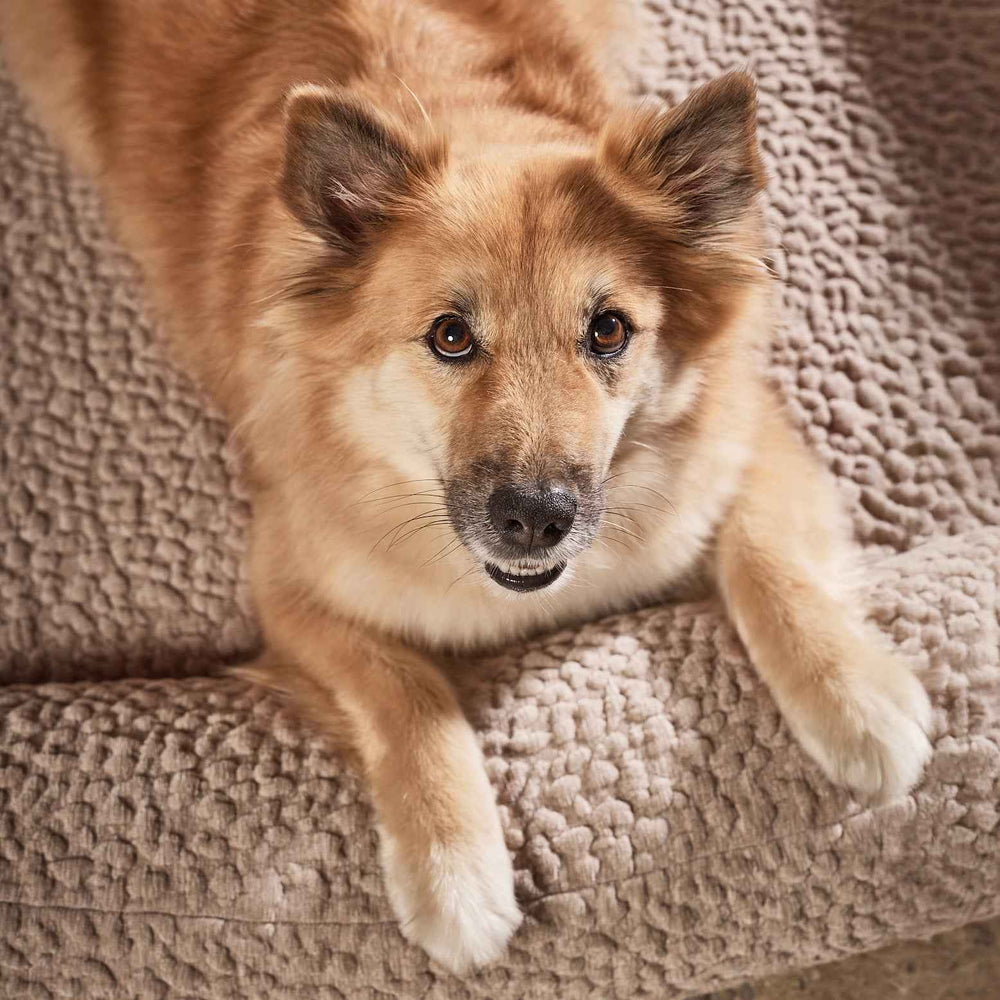 Beiger ORTHO Hundebett BELLAGIO mit goldbraunem Hund, der freundlich in die Kamera schaut. Ideal für komfortable Ruhezeiten.
