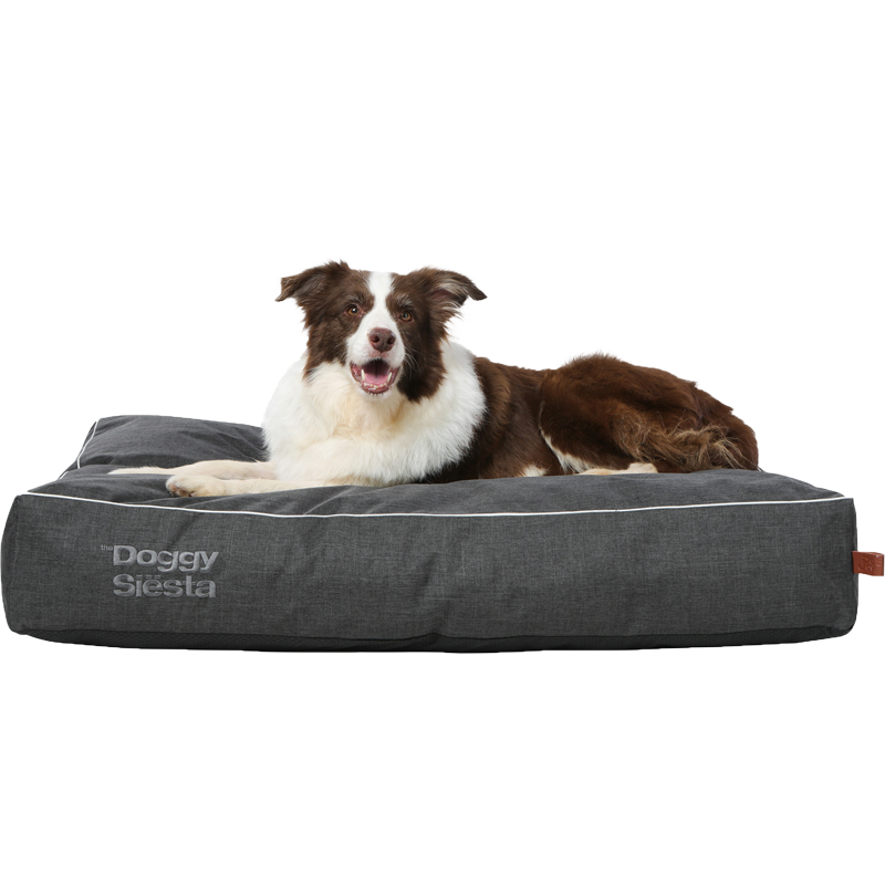 "Border Collie auf anthrazitfarbenem Hunde-Kissen mit heller Umrandung, entspannt in die Kamera schauend."