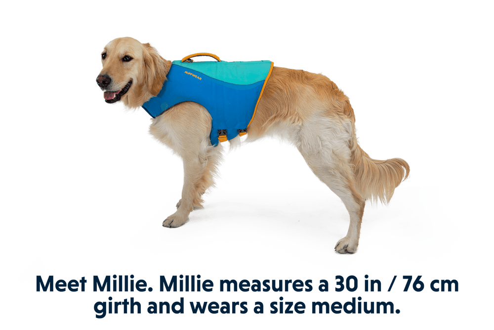 Golden Retriever Millie in blauer Schwimmweste mit orange Akzenten auf weißem Untergrund, ideal für Wassersporte.