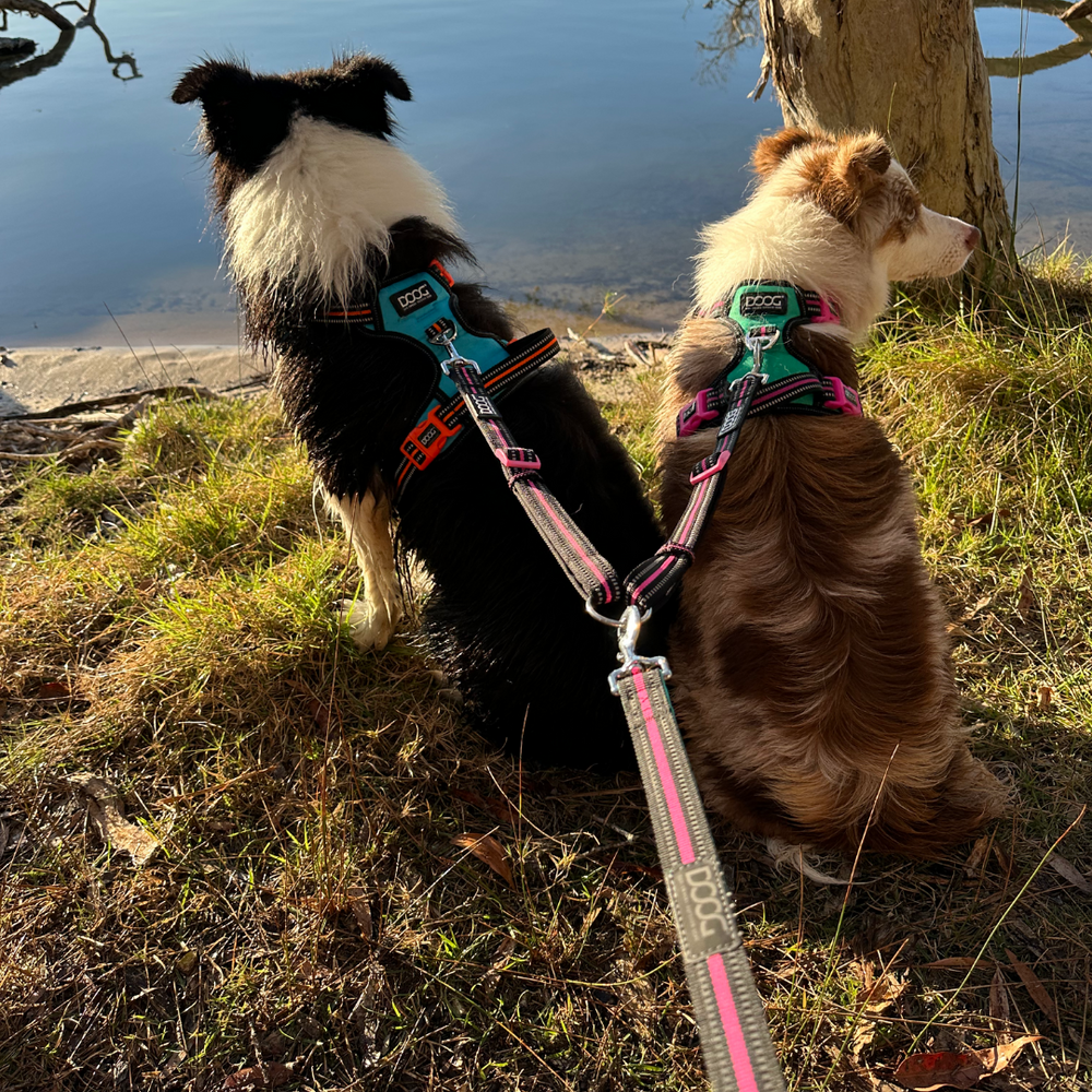 Zwei Hunde am Ufer sitzend, einer schwarz-weiß, der andere braun-weiß, mit DOOG 2-1 Leine verbunden.