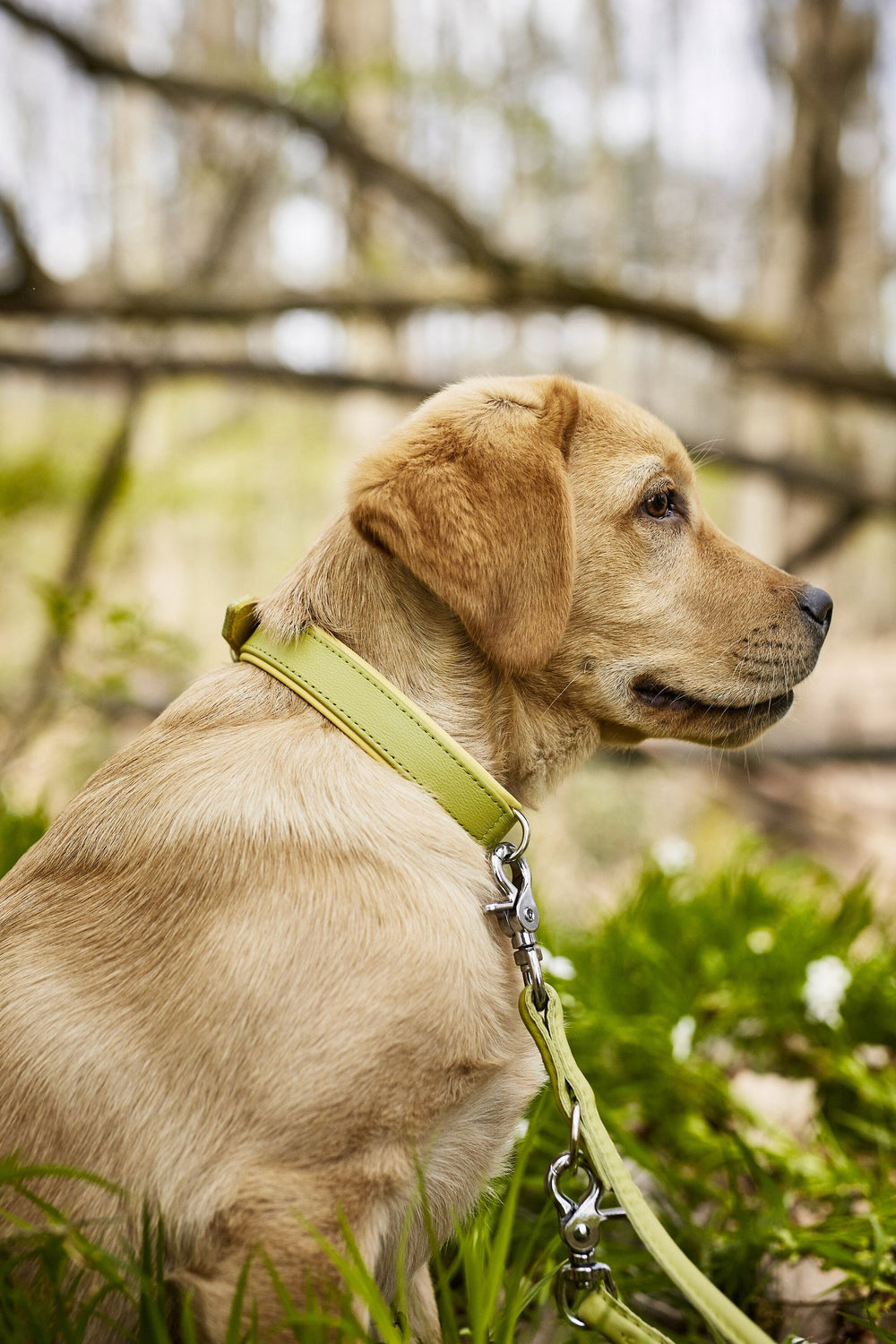 Junger hellbrauner Hund im Wald mit grünem Halsband und Leine, umgeben von verschwommenen Bäumen und Sträuchern.